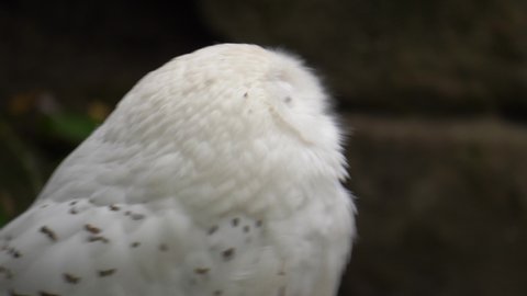 Close-up of a snowy owl (Bubo scandiacus) staring into the camera with beautiful bright yellow eyes.
