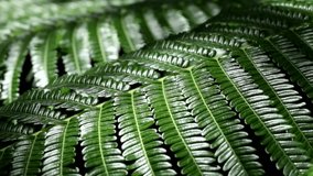 Shiny fern leaves sway in the wind in the light and shadow