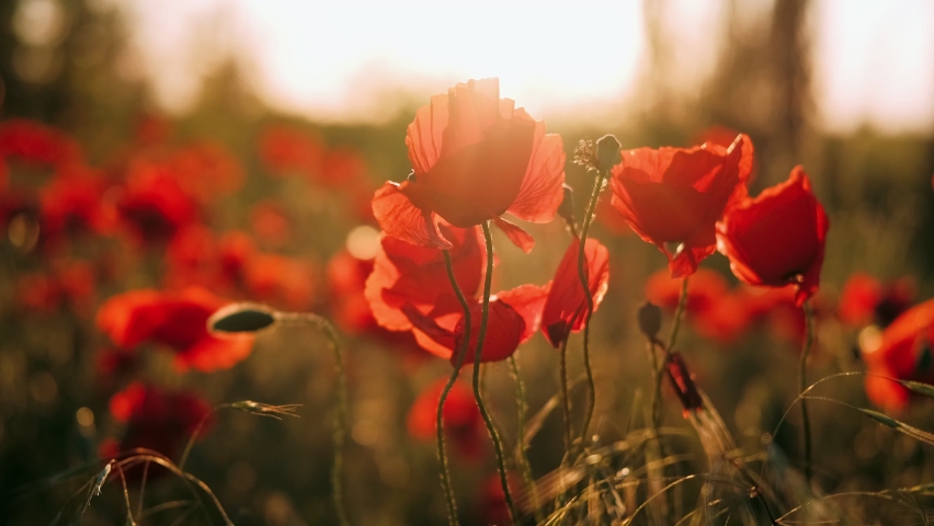 Poppy field. Field of blossoming poppies at sunset. Concept: nature, spring, biology, fauna, environment, ecosystem. Royalty-Free Stock Footage #1081429658