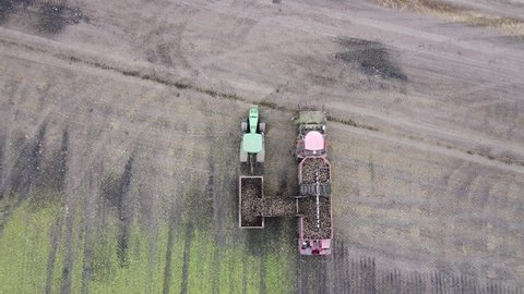 The beet harvester unloads the beet harvest on the tractor trailer. Top view