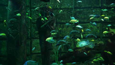 Bunch of small colorful Cichlids fish such as Mayan chichlid, red side, guayas, midas, harlequins cichlid swimming underwater next to Egyptian mummy stone structure. Underwater aquatic life concept.