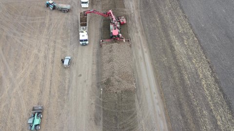Aerial view of a beet loader in a field loads harvested sugar beets from the ground onto a truck. The escalator moves the beet roots from the ground to the truck trailer