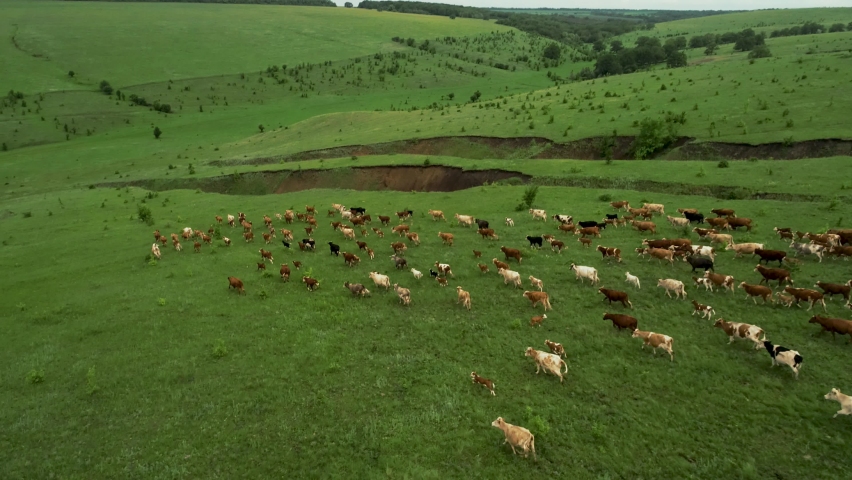 Aerial photography of cows. Dairy farm. Cattle on green field. Cow farm. Aerial photography of cattle in green field. Herd of cows. Dairy production farm. Aerial photography of herd of cows on farm Royalty-Free Stock Footage #1081432757