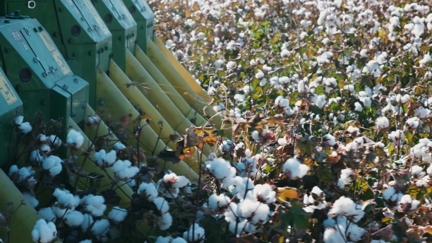 POV Shot on a cotton harvester during cotton harvest in a field. Royalty-Free Stock Footage #1081436543