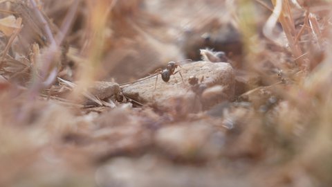 The ants carry seeds and leaves to the nest through the grass through the stone. Close-up.

