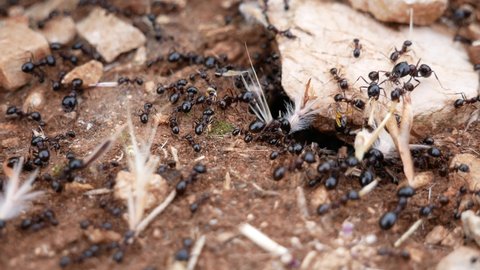 The ants carry seeds, leaves and grass to the nest. Close-up.