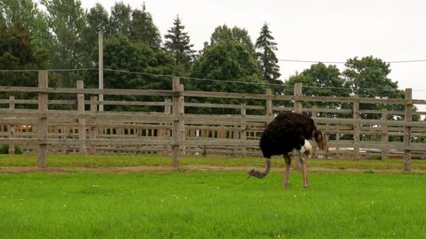 Black ostrich on a farm. Walking behind the fence. Selective focus.