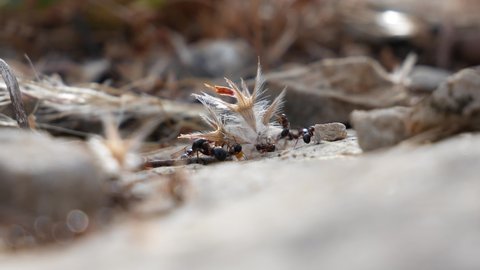 The ants carry seeds, leaves and grass to the nest through the stone. Close-up