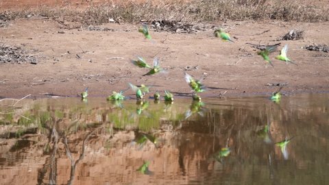 a budgie flock quickly land, drink and fly off at redbank waterhole near alice springs in the northern territory- recorded at 60p
