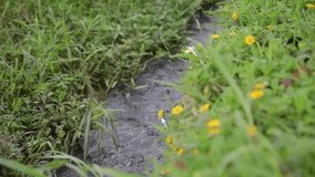 Close-up footage of a small stream that is clear and unspoiled, still awake and unpolluted. river water flow with green plants on the river bank. agricultural irrigation canal