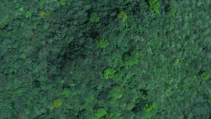 Green forest aerial view and data analysis concept. Environment technology. Royalty-Free Stock Footage #1081444214