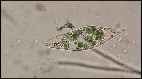 microscopic footage of living microorganisms euglina in pond fresh water