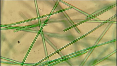 microscopic footage of living microorganisms in pond water