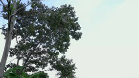 big tree in plantation with cool breeze