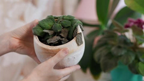  A woman is holding an old pot with a dead dried violet in her hands. Close up. The concept of caring for home ornamental plants