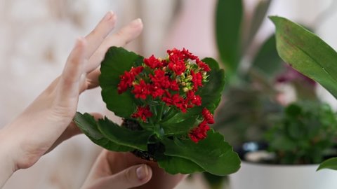 A woman examines a young kalanchoe plant in a pot. Close-up. The concept of home cultivation of flowers and plants.