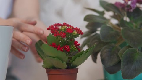 Woman examined a pot with a dried violet and replaced it with a new pot with a blooming kalanchoe. Close-up. The concept of caring for a home flower garden.