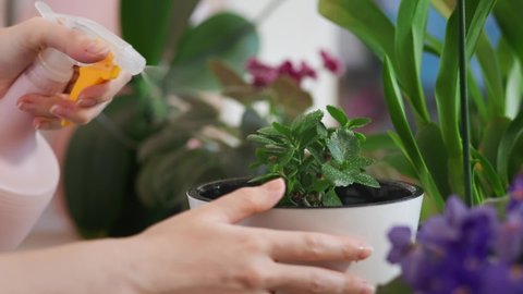 Woman spray the little kalanchoe plant in a pot, on the windowsill. Close up. The concept of home gardening and flower growing.