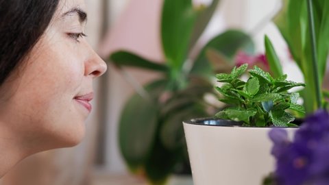 A young woman bends down to a pot with a small plant of kalanchoe and smiles. Close-up. The concept of home growing plants.