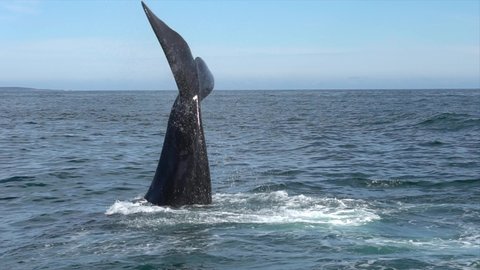 Southern Right Whale Lob Tailing