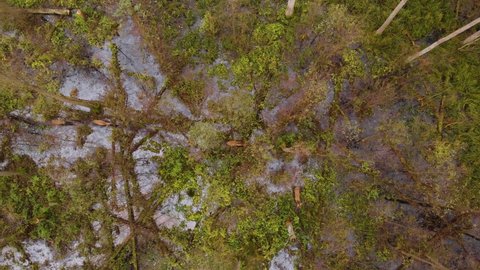 Red deer (Cervus elaphus) walks on marshy areas among forest. Flying over trees, top views from drone. Autumn cloudy day