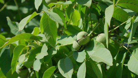 Green unripe walnuts hang on a branch. Green leaves and unripe walnut. Raw walnuts in a green nutshell. Fruits of a walnut.