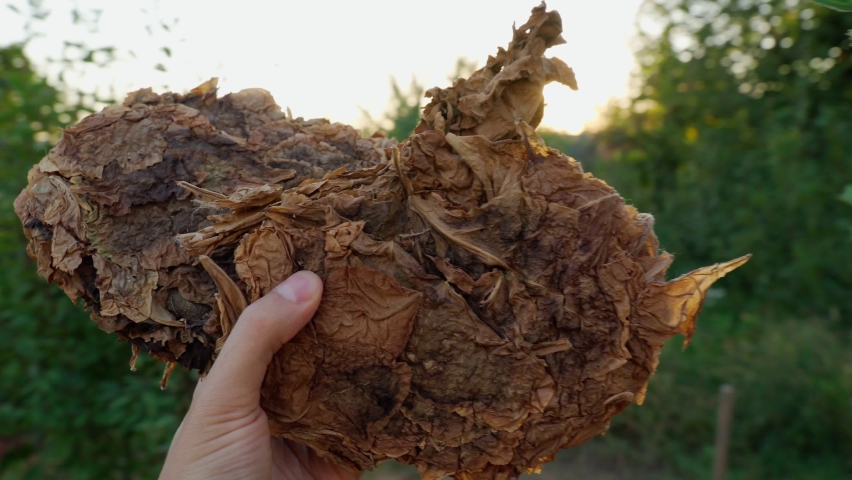 Dry tobacco leaves close-up in the hands of a farmer. Tobacco for cigarettes and cigars. Selective focus