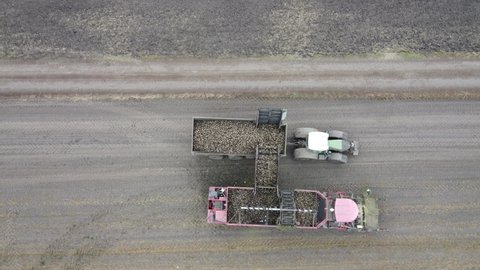 The combine unloads a filled harvesting hopper in the field. Loads the truck with a harvest of sugar beets.