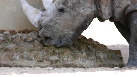 A white rhinoceros or square-lipped rhinoceros (Ceratotherium simum) close-up 