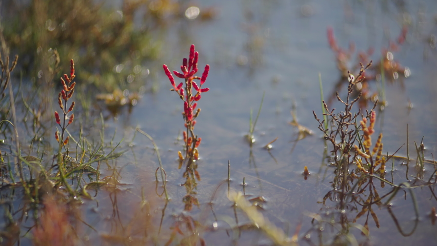 Red herb in marshy landscape