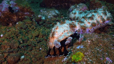 Holothuria, or sea gods, or sea cucumber (Holothuroidea), a class of invertebrate animals of the echinoderm type. They can be found in almost any part of the ocean.