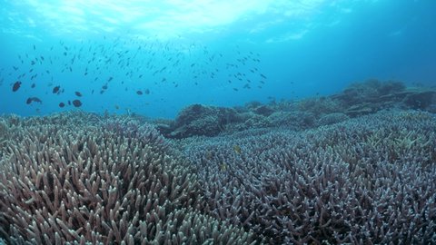 Sun setting over the branches of a Staghorn covered coral reef in tropical blue water. Underwater wide view.