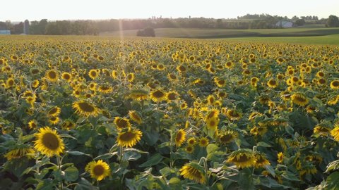 Aerial of huge sunflower field, sunflower oil production. Sunset in summer.