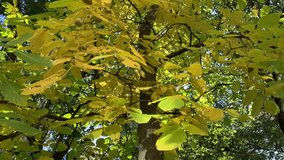 Yellowed leaves on walnut tree. For video presentation, advertising, background. 