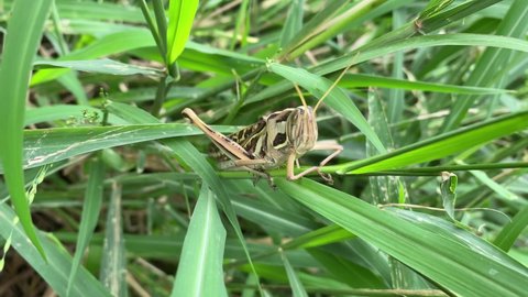 Grasshopper sitting on grass field 
