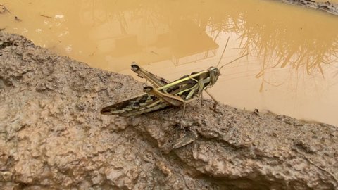 Grasshopper sitting on mud wall 