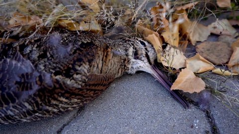 Closeup of dead bird with long beak (known as Hudsonian whimbrel or Numenius hudsonicus) lying on the concrete in the city. Nature's lifecycle, windy weather, passage of time in nature