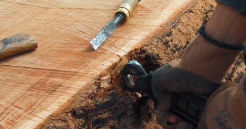 Closeup of carpenter removing the metal object with pliers from the tree trunk. Process of making a craft resin and wood table