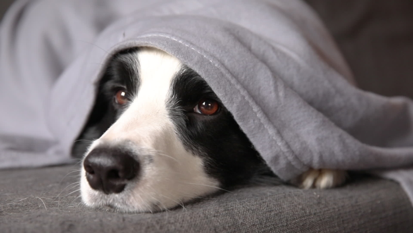 Funny puppy dog border collie lying on couch under plaid indoors. Little pet dog at home keeping warm hiding under blanket in cold fall autumn winter weather. Pet animal life Hygge mood concept. Royalty-Free Stock Footage #1081483592
