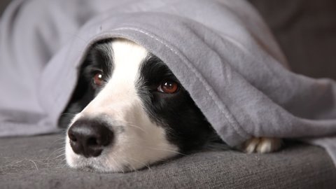 Funny puppy dog border collie lying on couch under plaid indoors. Little pet dog at home keeping warm hiding under blanket in cold fall autumn winter weather. Pet animal life Hygge mood concept.