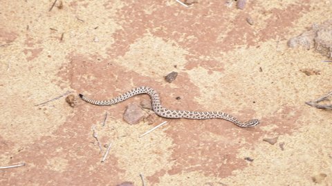Baby rattle snake slithering through the sand in the Utah desert with tiny black rattle.