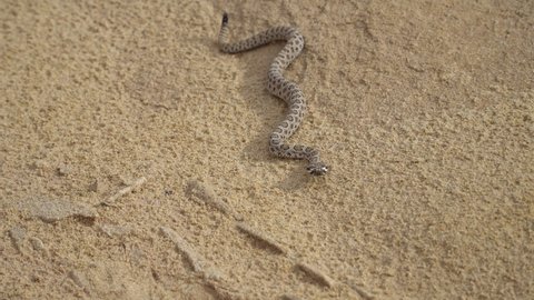 Baby Midget Faded Rattlesnake slithering over footprints in the sand in the Utah desert.