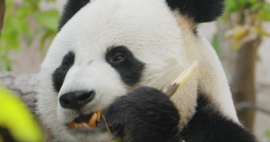 Giant panda (Ailuropoda melanoleuca) also known as the panda bear or simply the panda, is a bear native to south central China. | Shutterstock HD Video #1081488632