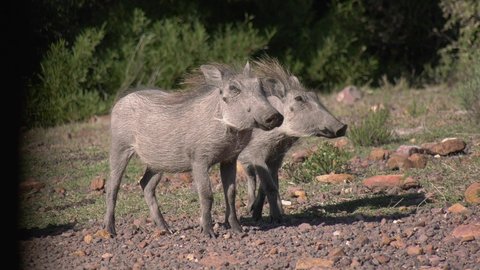 Warthog Babies feeding and the get scared and run off