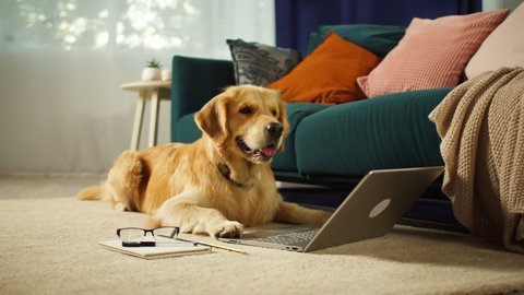 Golden retriever lying on floor and looking at laptop screen in living room. Happy dog waiting for food delivery. Puppy breathing with tongue out, domestic animal at home. Pet store, online shopping.