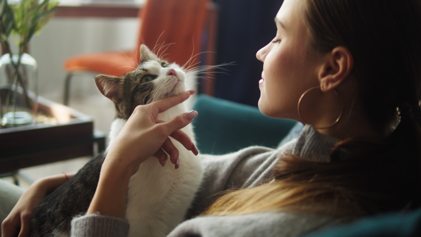 Woman petting cat on sofa in living room. Female owner stroking grey kitten close-up. Furry pedigreed pet relaxing and purring. Little best friends. Happy domestic animals at home. Royalty-Free Stock Footage #1081489529