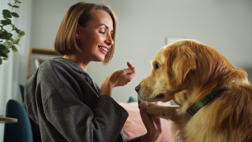 Young woman feeding dog from hands in living-room, golden retriever eating treats. Handler exercising happy puppy labrador. Female animal trainer giving food lovely pet. | Shutterstock HD Video #1081489634