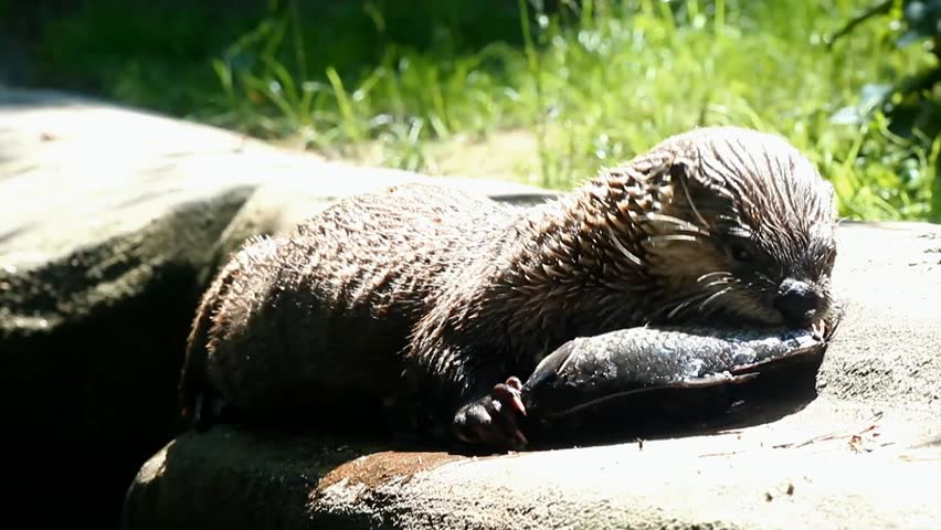 otter (Lontra canadensis) caught fish and eat his on the shore