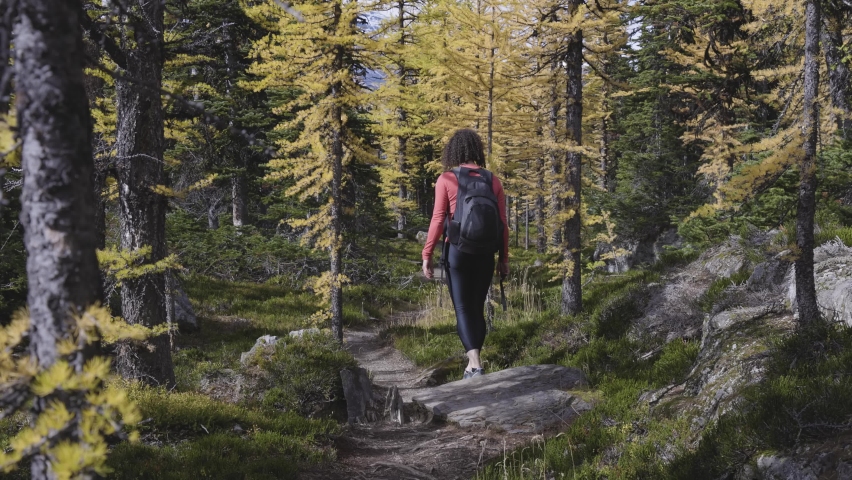 Adventurous Caucasian Woman Hiking on a Trail in the woods with Yellow Larches Trees and Canadian Rocky Mountains in Background. Located in Lake O