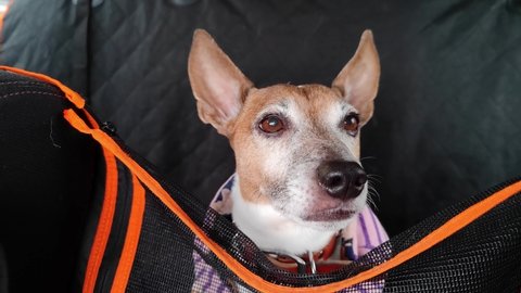 Old dog breed Jack Russell Terrier with erect ears, in the car, in pet Seat Cover, carrying case, in the car hammock fence, with interest watching people
